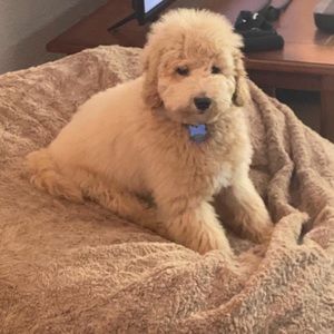 Meet your Posher, Patrick